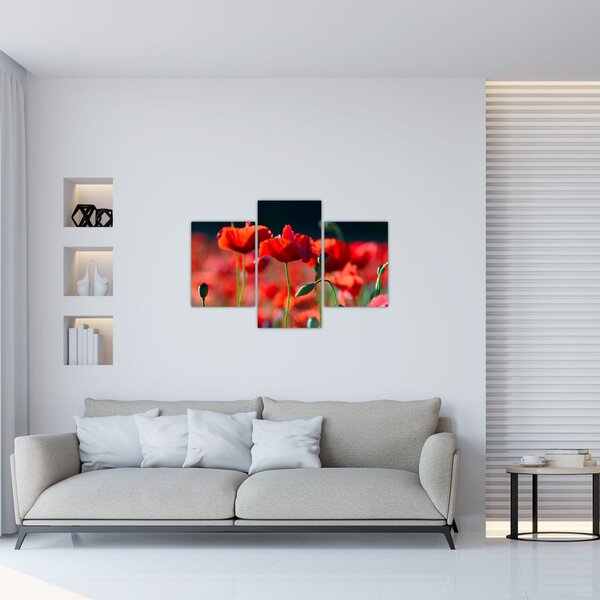 Obraz - vlčie maky (90x60 cm)
