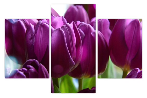Obraz tulipánov (90x60 cm)