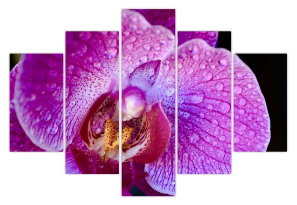 Detailný obraz kvetu orchidey (150x105 cm)