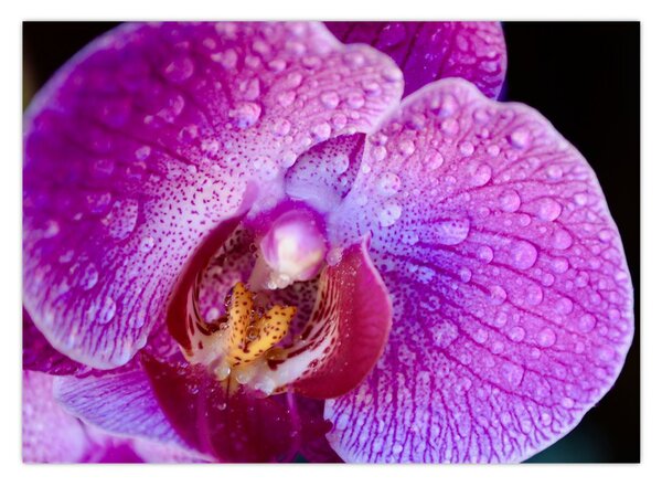 Detailný obraz kvetu orchidey (70x50 cm)