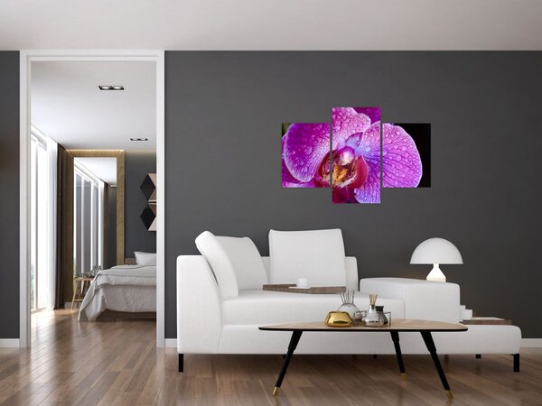 Detailný obraz kvetu orchidey (90x60 cm)