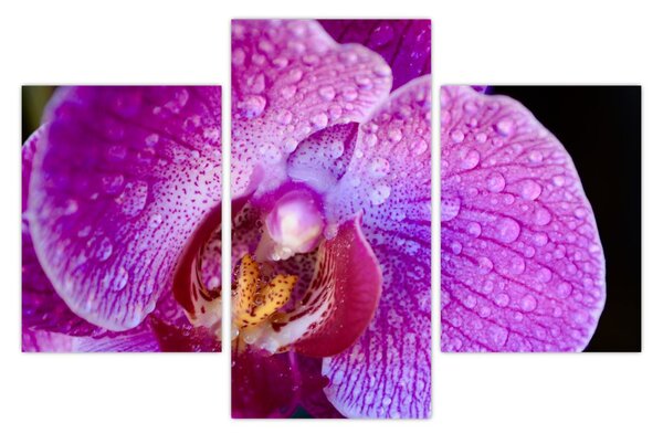 Detailný obraz kvetu orchidey (90x60 cm)