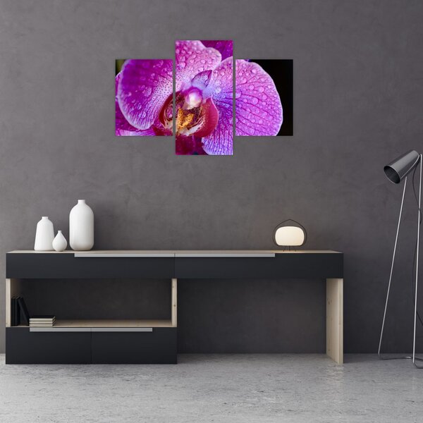 Detailný obraz kvetu orchidey (90x60 cm)