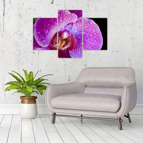 Detailný obraz kvetu orchidey (90x60 cm)