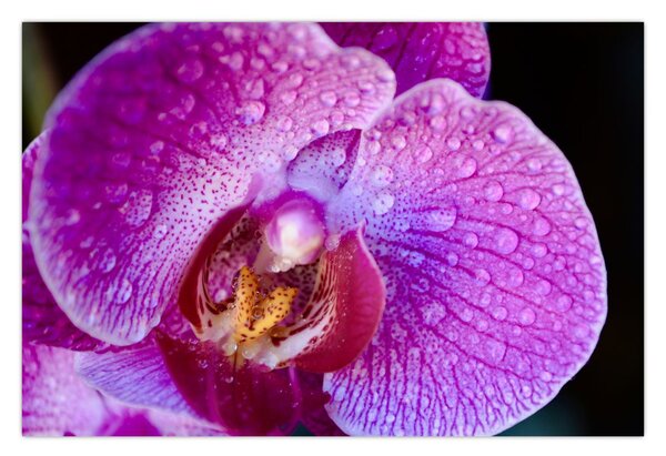 Detailný obraz kvetu orchidey (90x60 cm)