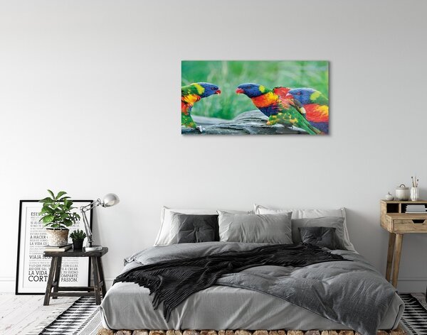 Sklenený obraz Farebný papagáj stromu 100x50 cm 2 Prívesky