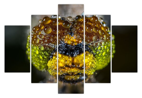 Detailný obraz očí hmyzu (150x105 cm)