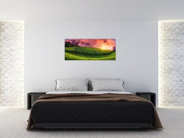 Obraz vinice s farebným nebom (120x50 cm)