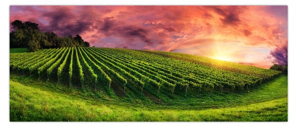 Obraz vinice s farebným nebom (120x50 cm)