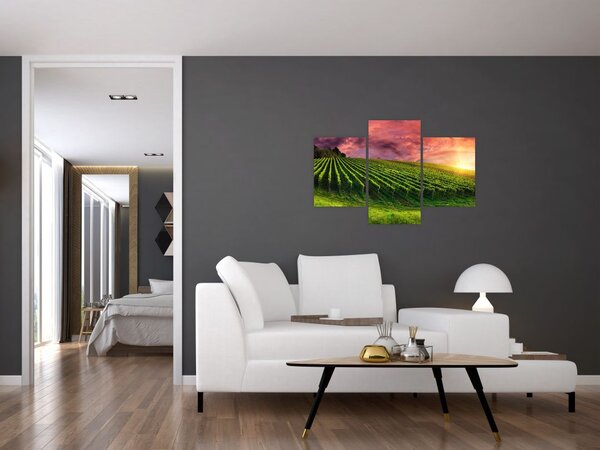 Obraz vinice s farebným nebom (90x60 cm)