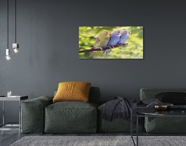 Sklenený obraz Farebné papagáj na vetve 100x50 cm 2 Prívesky