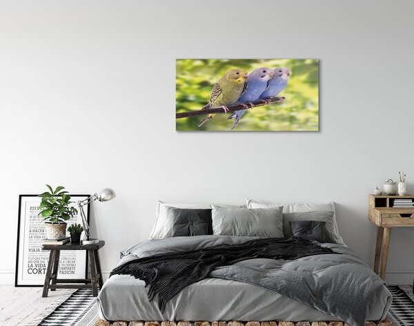 Sklenený obraz Farebné papagáj na vetve 100x50 cm 2 Prívesky
