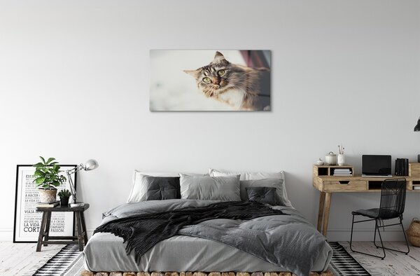 Sklenený obraz Mainská mývalia mačka 100x50 cm 2 Prívesky