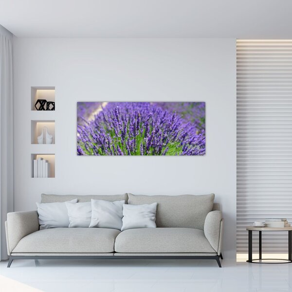 Obraz - levanduľa (120x50 cm)