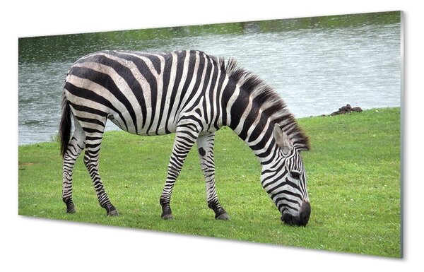 Sklenený obraz zebra 100x50 cm 2 Prívesky