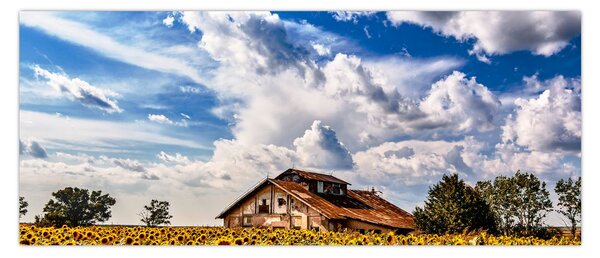 Obraz slnečnicového poľa (120x50 cm)