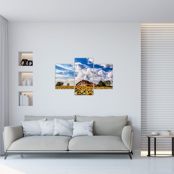 Obraz slnečnicového poľa (90x60 cm)