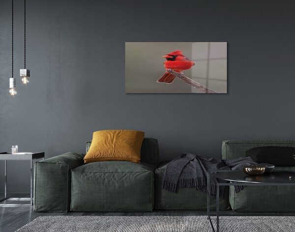 Sklenený obraz Red papagáj na vetve 100x50 cm 2 Prívesky