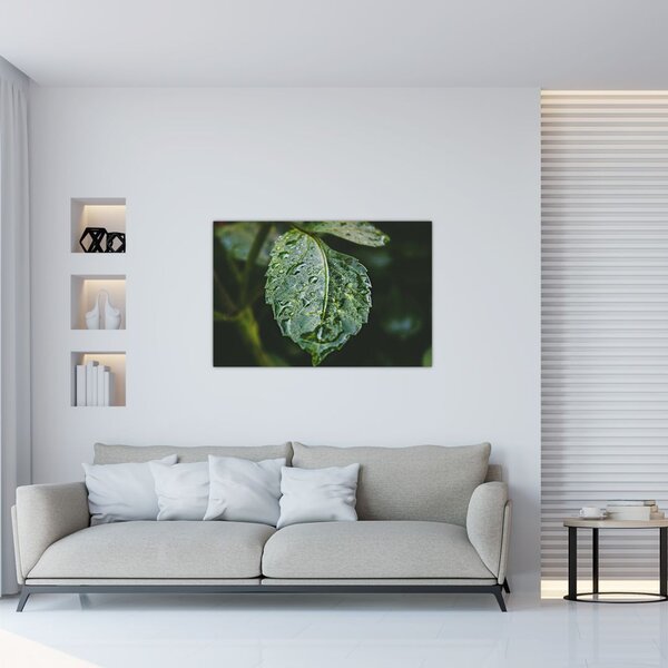 Obraz - kvapky na liste (90x60 cm)