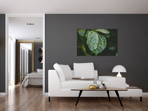 Obraz - kvapky na liste (90x60 cm)