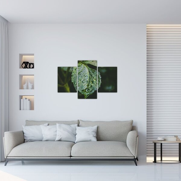Obraz - kvapky na liste (90x60 cm)
