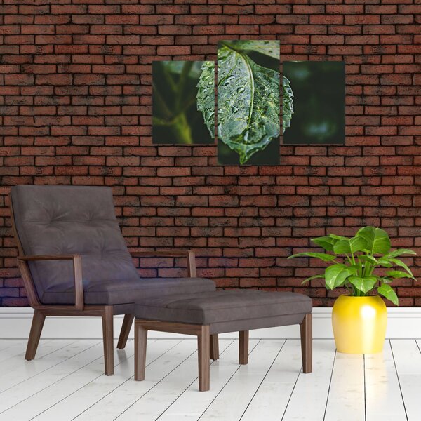Obraz - kvapky na liste (90x60 cm)