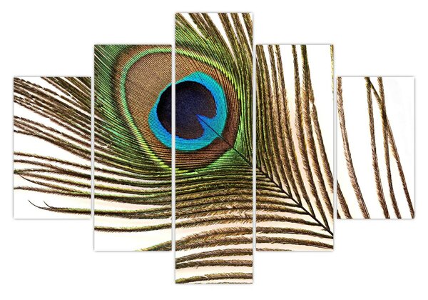 Obraz pávieho peria (150x105 cm)