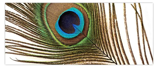 Obraz pávieho peria (120x50 cm)