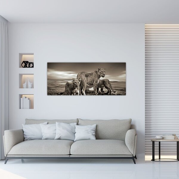 Obraz čiernobielych levov (120x50 cm)