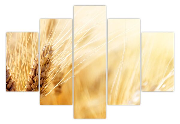 Obraz - detail obilia (150x105 cm)