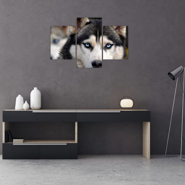 Obraz psa husky (90x60 cm)