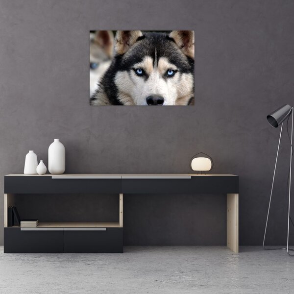 Obraz psa husky (70x50 cm)