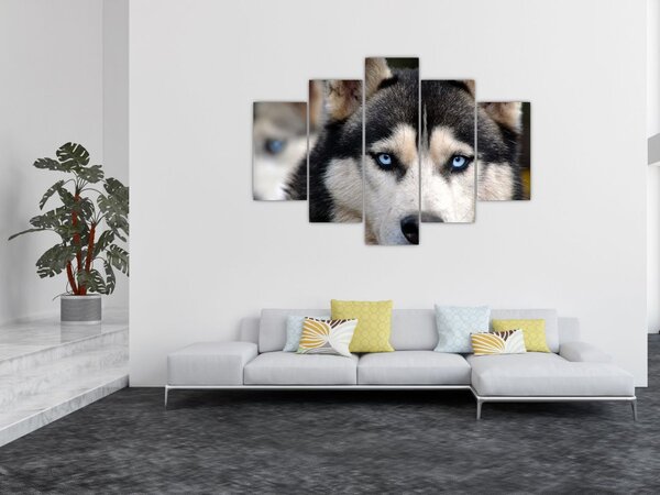 Obraz psa husky (150x105 cm)