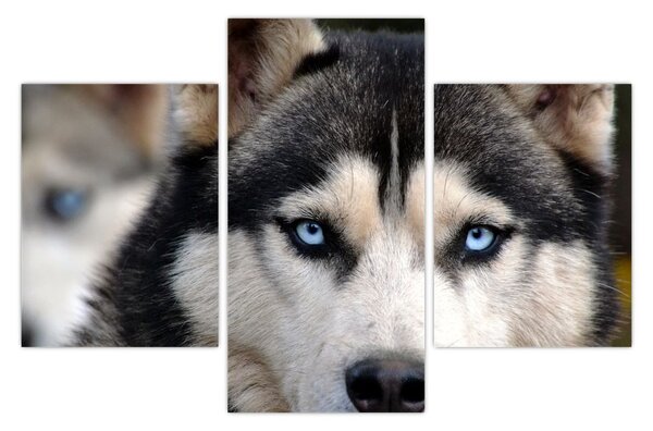 Obraz psa husky (90x60 cm)