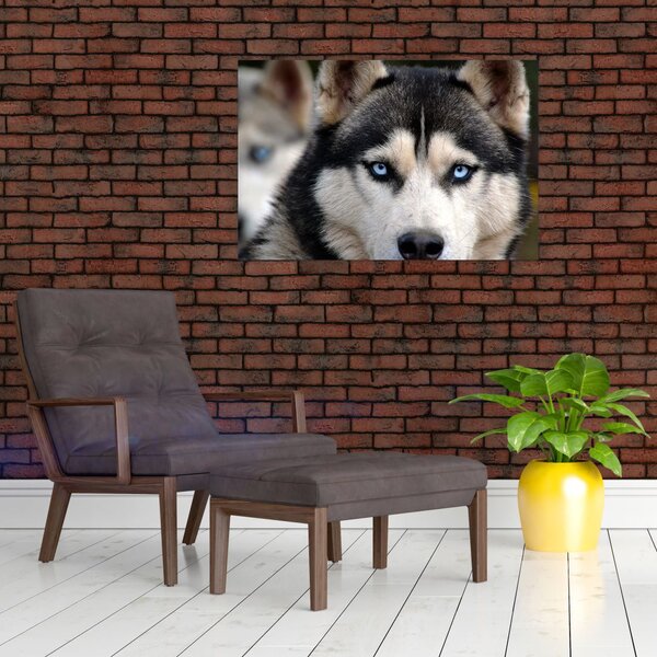Obraz psa husky (90x60 cm)