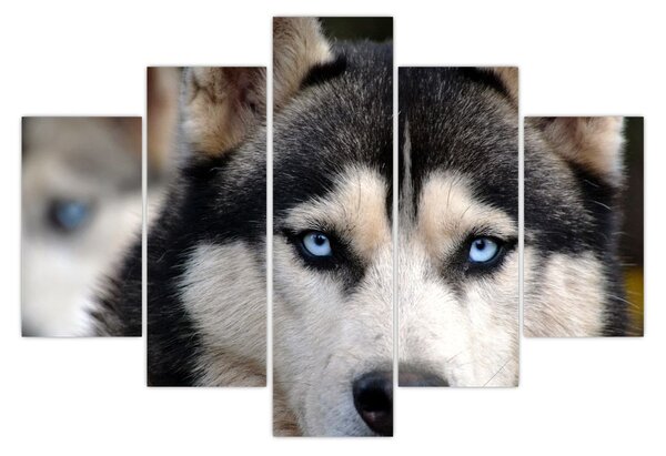 Obraz psa husky (150x105 cm)