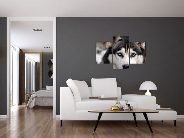 Obraz psa husky (90x60 cm)