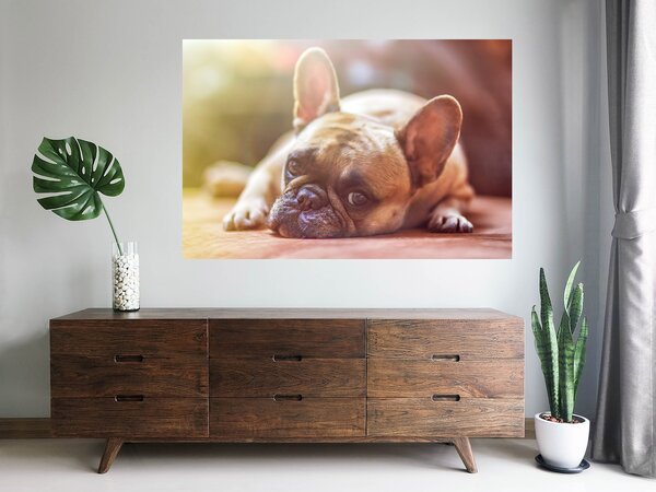 Nalepte.cz Bulldog textilní prelepiteľná nálepka na stenu 47 x 31 cm
