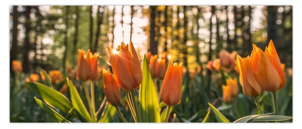 Obraz - oranžové tulipány (120x50 cm)