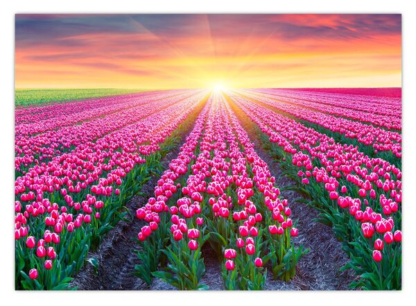 Obraz poľa tulipánov so slnkom (70x50 cm)