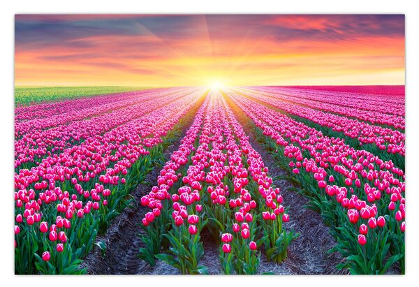 Obraz poľa tulipánov so slnkom (90x60 cm)