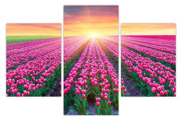 Obraz poľa tulipánov so slnkom (90x60 cm)