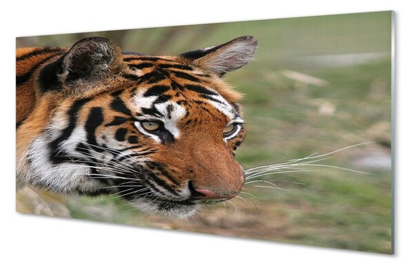 Sklenený obraz Tiger Woods 100x50 cm 2 Prívesky