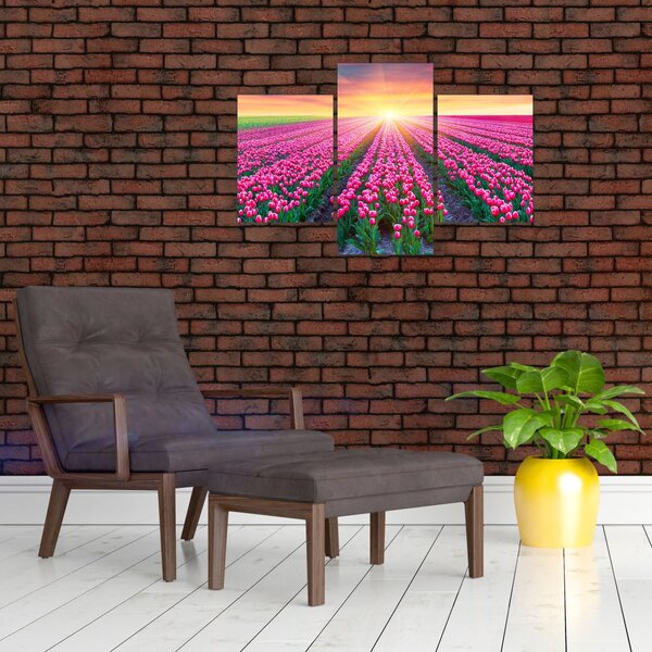 Obraz poľa tulipánov so slnkom (90x60 cm)