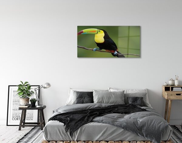 Sklenený obraz Farebné papagáj na vetve 100x50 cm 2 Prívesky