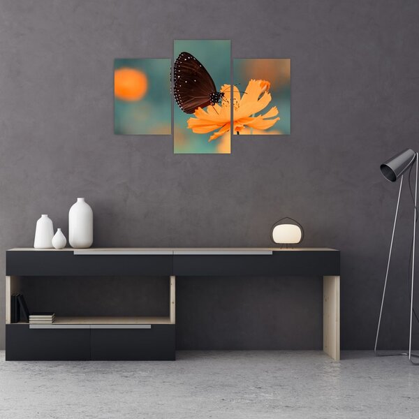 Obraz - motýľ na oranžovom kvete (90x60 cm)
