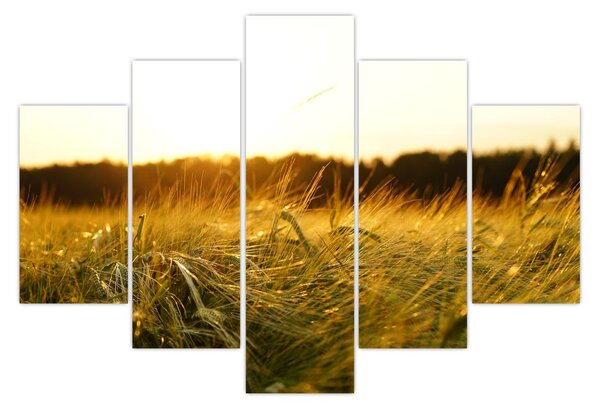 Obraz orosenej trávy (150x105 cm)