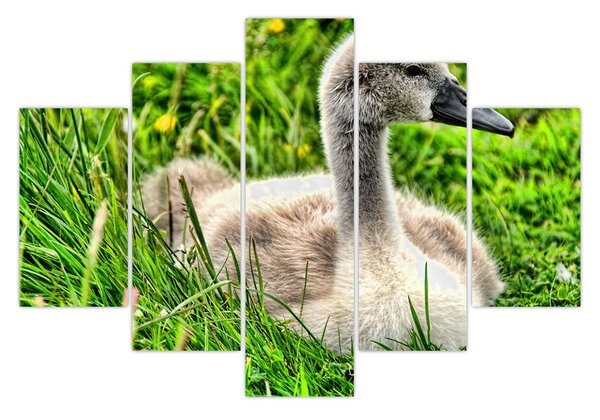 Obraz - malá labuť v tráve (150x105 cm)
