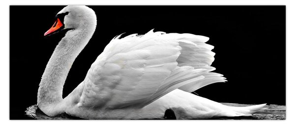 Obraz čiernobielej labute (120x50 cm)