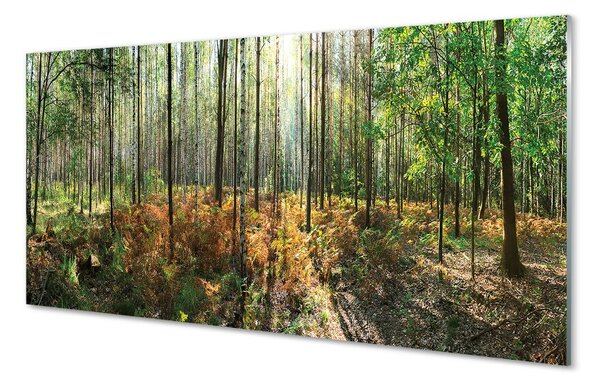 Sklenený obraz les breza 100x50 cm 2 Prívesky